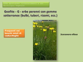 Erbe spontanee: riconoscimento e uso 
Morfologia Vegetale 
Frequenti nei 
boschi misti di 
caducifoglie Scorzonera villosa 
 