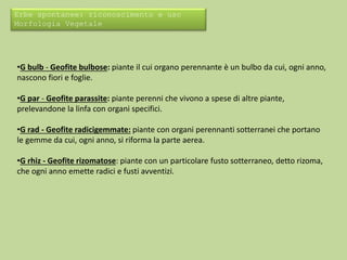 Erbe spontanee: riconoscimento e uso 
Morfologia Vegetale 
•G bulb - Geofite bulbose: piante il cui organo perennante è un bulbo da cui, ogni anno, 
nascono fiori e foglie. 
•G par - Geofite parassite: piante perenni che vivono a spese di altre piante, 
prelevandone la linfa con organi specifici. 
•G rad - Geofite radicigemmate: piante con organi perennanti sotterranei che portano 
le gemme da cui, ogni anno, si riforma la parte aerea. 
•G rhiz - Geofite rizomatose: piante con un particolare fusto sotterraneo, detto rizoma, 
che ogni anno emette radici e fusti avventizi. 
 