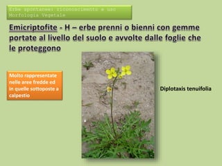 Erbe spontanee: riconoscimento e uso 
Morfologia Vegetale 
Molto rappresentate 
nelle aree fredde ed 
in quelle sottoposte a 
calpestio 
Diplotaxis tenuifolia 
 