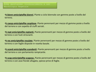 Erbe spontanee: riconoscimento e uso 
Morfologia Vegetale 
•h bienn emicriptofite bienni. Piante a ciclo biennale con gemme poste a livello del 
terreno. 
•h caesp emicriptofite cespitose. Piante perennanti per mezzo di gemme poste a livello 
del terreno e con aspetto di ciuffi serrati. 
•h rept emicriptofite reptanti. Piante perennanti per mezzo di gemme poste a livello del 
terreno e con fusti striscianti. 
•h ros emicriptofite rosulate. Piante perennanti per mezzo di gemme poste a livello del 
terreno e con foglie disposte in rosetta basale. 
•h scand emicriptofite scandenti. Piante perennanti per mezzo di gemme poste a livello 
del terreno e con portamento rampicante. 
•h scap emicriptofite scapose. Piante perennanti per mezzo di gemme poste a livello del 
terreno e con asse fiorale allugato, spesso privo di foglie. 
 