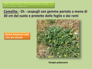 Erbe spontanee: riconoscimento e uso 
Morfologia Vegetale 
Buona frequenza sulle 
cime più elevate 
Sinapis pubescens 
 
