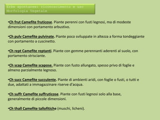 Erbe spontanee: riconoscimento e uso 
Morfologia Vegetale 
•Ch frut Camefite fruticose. Piante perenni con fusti legnosi, ma di modeste 
dimensioni con portamento arbustivo. 
•Ch pulv Camefite pulvinate. Piante poco sviluppate in altezza a forma tondeggiante 
con portamento a cuscinetto. 
•Ch rept Camefite reptanti. Piante con gemme perennanti aderenti al suolo, con 
portamento strisciante. 
•Ch scap Camefite scapose. Piante con fusto allungato, spesso privo di foglie e 
almeno parzialmente legnoso. 
•Ch succ Camefite succulente. Piante di ambienti aridi, con foglie o fusti, o tutti e 
due, adattati a immagazzinare riserve d'acqua. 
•Ch suffr Camefite suffruticose. Piante con fusti legnosi solo alla base, 
generalmente di piccole dimensioni. 
•Ch thall Camefite tallofitiche (muschi, licheni). 
 