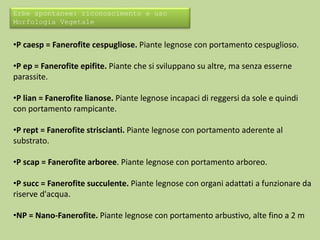 Erbe spontanee: riconoscimento e uso 
Morfologia Vegetale 
•P caesp = Fanerofite cespugliose. Piante legnose con portamento cespuglioso. 
•P ep = Fanerofite epifite. Piante che si sviluppano su altre, ma senza esserne 
parassite. 
•P lian = Fanerofite lianose. Piante legnose incapaci di reggersi da sole e quindi 
con portamento rampicante. 
•P rept = Fanerofite striscianti. Piante legnose con portamento aderente al 
substrato. 
•P scap = Fanerofite arboree. Piante legnose con portamento arboreo. 
•P succ = Fanerofite succulente. Piante legnose con organi adattati a funzionare da 
riserve d'acqua. 
•NP = Nano-Fanerofite. Piante legnose con portamento arbustivo, alte fino a 2 m 
 