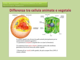 Erbe spontanee: riconoscimento e uso 
Morfologia Vegetale 
 