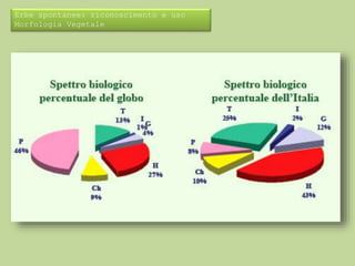 Erbe spontanee: riconoscimento e uso 
Morfologia Vegetale 
 