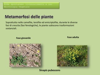 Erbe spontanee: riconoscimento e uso 
Morfologia Vegetale 
Soprattutto nelle camefite, terofite ed emicriptofite, durante le diverse 
fasi di crescita (fasi fenologiche), le piante subiscono trasformazioni 
sostanziali. 
Fase giovanile Fase adulta 
Sinapis pubescens 
 