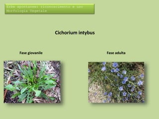 Erbe spontanee: riconoscimento e uso 
Morfologia Vegetale 
Cichorium intybus 
Fase giovanile Fase adulta 
 