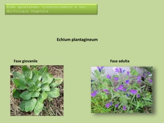 Erbe spontanee: riconoscimento e uso 
Morfologia Vegetale 
Echium plantagineum 
Fase giovanile Fase adulta 
 