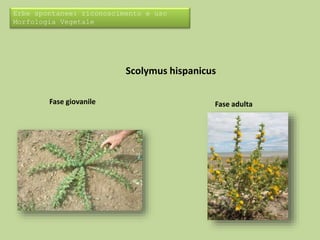 Erbe spontanee: riconoscimento e uso 
Morfologia Vegetale 
Scolymus hispanicus 
Fase giovanile Fase adulta 
 