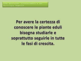 Erbe spontanee: riconoscimento e uso 
Morfologia Vegetale 
 