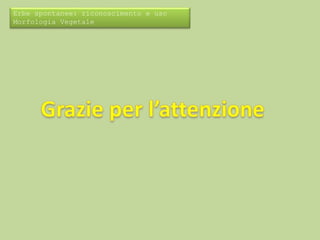 Erbe spontanee: riconoscimento e uso 
Morfologia Vegetale 
