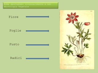 Erbe spontanee: riconoscimento e uso 
Morfologia Vegetale 
Fiore 
Foglie 
Fusto 
Radici 
 