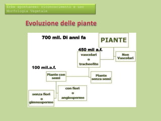 Erbe spontanee: riconoscimento e uso 
Morfologia Vegetale 
700 mil. Di anni fa 
450 mil a.f. 
100 mil.a.f. 
 
