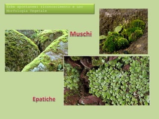 Erbe spontanee: riconoscimento e uso 
Morfologia Vegetale 
 