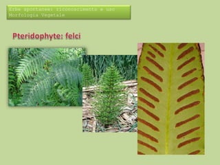 Erbe spontanee: riconoscimento e uso 
Morfologia Vegetale 
 