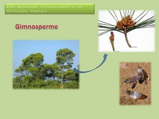 Erbe spontanee: riconoscimento e uso 
Morfologia Vegetale 
 