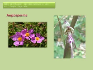 Erbe spontanee: riconoscimento e uso 
Morfologia Vegetale 
 