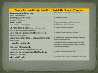 Specie Elenco di Luigi Baselice (1813) della Flora del Tavoliere 
Asparagus tenuifolius Lam. 
Sparice d’acqua a Lesina 
Ne mangiano i turioni allorchè son teneri 
Asparagus acutifolius L. 
Sparacana a San Severo 
Si mangiano i turioni 
Ammimajus L. 
Accio selvatico a Torremaggiore 
Il nome volgare sta per sedano selvatico, e 
probabilmente di uso alimentare 
Chenopodiumspp. (album, hybridum, viride) 
Jiusca in San Severo; Cauluccio a Lesina. 
Si mangia da taluni in insalata 
Coronopus squamatus (Forsk) Asch. 
Sinapicalici in San Severo 
Si mangia unito al pane cotto all’acqua 
Cynara cardunculus L. ssp. cardunculus 
calera a Lesina 
Si mangiano da i naturali cotti prima nell’acqua, e 
quindi conditi a minestra 
Humulus lupulus L. Si rinviene in Serracapriola nei luoghi umidi, e si 
mangiano dai naturali i germogli teneri in insalata 
Sonchus oleraceus L. 
Cascigno in San Severo, Torremaggiore, San Paolo 
Lo mangiano in insalata 
Capsella bursa-pastoris (L.) Medicus 
Sinapicalice a San Severo 
Si mangia cotto all’acqua con pane 
Vitis vinifera L. 
Tanni a San Severo 
Dopo averli cotti all’acqua, si mangiano con la salsa 
 