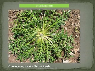 Usi abbandonati 
Coronopus squamatus (Forssk.) Asch. 
Sinapicalice a San Severo (Baselice, 1812) 
 