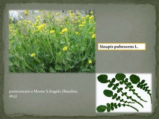 paniconcato a Monte S.Angelo (Baselice, 
1813) 
Sinapis pubescens L. 
 