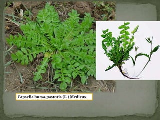 Capsella bursa-pastoris (L.) Medicus 
 