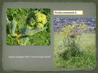 usano mangiar fritti i teneri scapi fiorali 
Ferula communis L. 
 