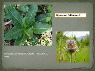 Bucchiero, in Monte S.Angelo" (BASELICE, 
1812) 
Dipsacum fullonum L. 
 