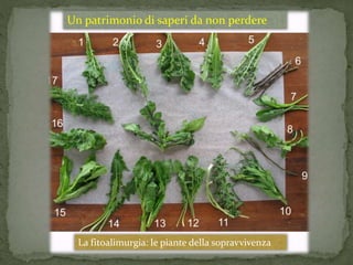 Un patrimonio di saperi da non perdere 
La fitoalimurgia: le piante della sopravvivenza 
 