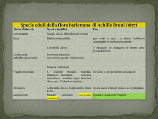 Specie eduli della flora barlettana di Achille Bruni (1857) 
Nome dialettale Nomi scientifici Uso 
Cimamaredd Sinapis incana (Hirschfeldia incana) 
Ruca Diplotaxis tenuifolia pan cotto e ruca , e forma l'ordinario 
camangiare di quella povera gente 
Chondrilla juncea i vignajuoli ne mangiano le tenere cime 
prima di fiorire 
Cardunceddi Scolymus maculatus 
Salsodde ,Salsarieddi Sarcocornia patula, Salsola soda 
Brassica fruticolosa 
Fogghie mischiate S. arvensis (Sinapis hispida), 
Diplolaxìs tenuifolia, Sonchus 
tenerrimus, Sonchus asper, Sonchus 
oleraceus, Cichorium intybus 
ne fanno il loro prediletto camangiare 
Avrusceno Asphodelus luteus (Asphodeline lutea 
Rchb.) 
ne allessano le tenere messe e se le mangiano 
Lampascioni Muscari comosum (Leopoldia 
comosum) 
Questa è l'usanza de' Pugliesi 
 