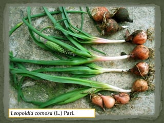 Leopoldia comosa (L.) Parl. 
 