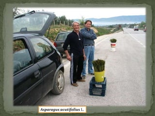 Asparagus acutifolius L. 
 