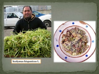 Scolymus hispanicus L. 
 