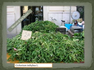 Cichorium inthybus L. 
 