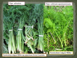 Tipo selvatico Tipo coltivato spontaneizzato 
FoeniculumvulgareMiller ssp. piperitum(Ucria) Coutinho 
Foeniculumvulgare Miller 
 