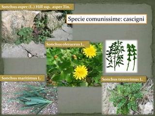 Sonchus asper (L.) Hill ssp. asper Tin. 
Specie comunissime: cascigni 
Sonchus oleraceus L. 
Sonchusmaritimus L. Sonchus tenerrimus L. 
 