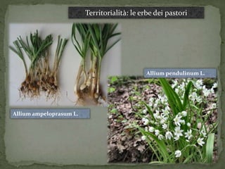 Territorialità: le erbe dei pastori 
Alliumampeloprasum L. 
Allium pendulinum L. 
 