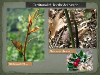 Ruscus aculeatus L. 
Smilax aspera L. 
Territorialità: le erbe dei pastori 
 