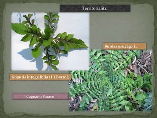 Bunias erucago L. 
Knautia integrifolia (L.) Bertol. 
Cagnano Varano 
Territorialità: 
 