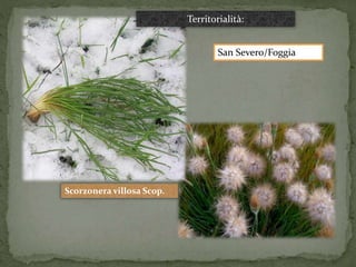 Scorzonera villosa Scop. 
Territorialità: 
San Severo/Foggia 
 