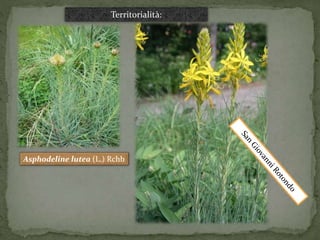 Territorialità: 
Asphodeline lutea (L.) Rchb 
 