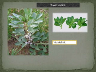 Territorialità: 
Vicia faba L. 
 