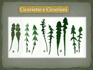 Cicoriette e Cicuriùni 
 