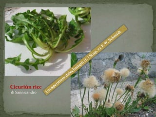 Cicuriùn ricc 
di Sannicandro 
 