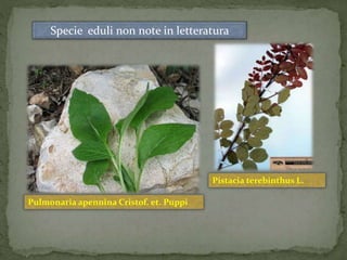 Specie eduli non note in letteratura 
Pulmonaria apennina Cristof. et. Puppi 
Pistacia terebinthus L. 
 