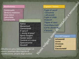 Foggia 
obbediscono più a fattori psicologici ed 
emotivi piuttosto che a logiche di 
classificazione, proprie degli studiosi 
Cagnano Varano 
Carduncello 
Verdura madonna 
Cima dolce 
Lattuchella 
Cimamarella 
Lattuquedd 
Liscina 
Virrainola 
Crucidd 
Cacciunedd 
Manfredonia 
Vico del Gargano 
Natica 
Marasciuoli 
Ciamamarèll 
A’ spruc’t 
I recchji di prevt’ 
Spina d’argent 
Cardùn asinin 
Cardone di Lucera 
Spaccaciunna 
Zauzarill 
Foglie di vacch’ 
Cichurione 
Lattuquedd 
Foglie di chiàn 
Vutacch 
Trippe di vacc 
Guardiapurcell 
Cet’la (lenticchia 
d’acqua) 
 