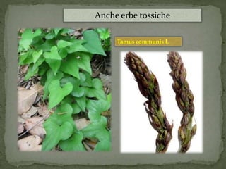Anche erbe tossiche 
Tamus communis L. 
 