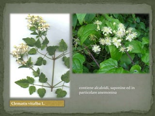 contiene alcaloidi, saponine ed in 
particolare anemonina 
Clematis vitalba L. 
 