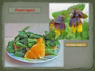 Cerinthe major L. 
Piatti tipici 
 