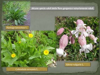 Alcune specie eduli della flora garganica notoriamente eduli 
Plantago lanceolata L. 
Calendula arvensis L. 
Silene vulgaris L. 
 