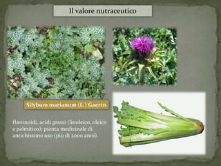 Il valore nutraceutico 
Silybum marianum (L.) Gaertn 
flavonoidi, acidi grassi (linoleico, oleico 
e palmitico); pianta medicinale di 
antichissimo uso (più di 2000 anni). 
 